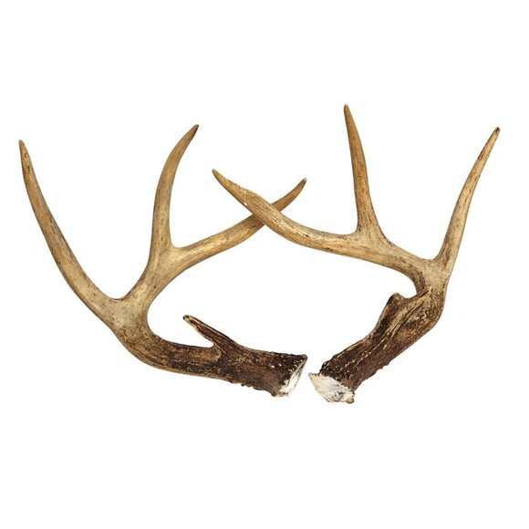 Deer Antlers For Rustic Decor Or Craft Projects or Dog Chews - Picture 1 of 11